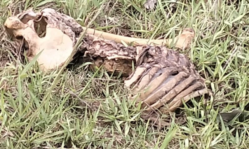 ନିଖୋଜ ଥିବା ଭିନ୍ନକ୍ଷମ ବ୍ୟକ୍ତିଙ୍କ ସାଇକେଲ ଓ କଙ୍କାଳ ଉଦ୍ଧାର