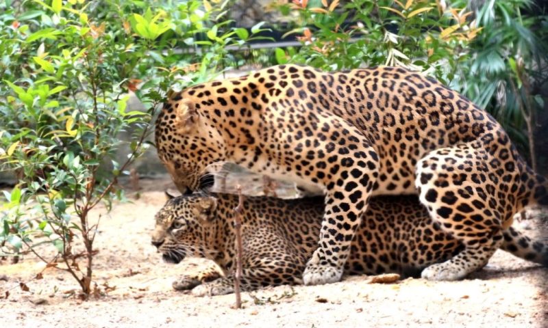 ସମ୍ବଲପୁର ଚିଡ଼ିଆଖାନା: ଅନ୍ତରଙ୍ଗ ମୁହୂର୍ତ୍ତରେ   ରାଜା ଓ ରାଣୀ