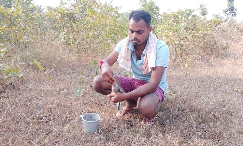 ପକ୍ଷୀ ଗଣନା ଦିବସରେ ପକ୍ଷୀ ପ୍ରେମୀ ସତ୍ୟଜିତ ଙ୍କ ଦ୍ଵାରା ଆହତ କପୋତ ପକ୍ଷୀ ଉଦ୍ଧାର